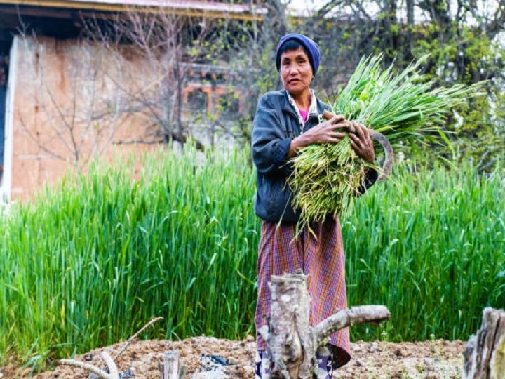 Herbal Farming: बंजर खेत से मिलेगी लाखों की कमाई, आज ही से शुरू करें लेमन ग्रास की खेती, यहां जानें पूरी प्रोसेस