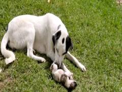 உயிரிழந்து கிடந்த குட்டி; தூங்குவதாக நினைத்து எழுப்பிய தாய் நாயின் பாசப்போராட்டம் - வைரல் வீடியோ