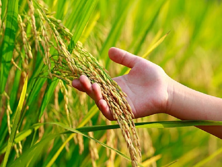 Rice Farming: पुराने तरीके छोड़िए, इस खास तरीके से करें धान की खेती, दोगुनी पैदावार के साथ होगी डबल कमाई