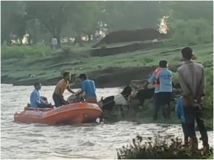 Sagar News: धसान नदी में अचानक आई बाढ़ में 12 बकरियों के साथ रात भर टापू पर फंसे रहे तीन युवक, SDRF ने बचाया MP News Three youths stranded on island with 12 goats in Dhasan river of Sagar ANN Sagar News: धसान नदी में अचानक आई बाढ़ में 12 बकरियों के साथ रात भर टापू पर फंसे रहे तीन युवक, SDRF ने बचाया