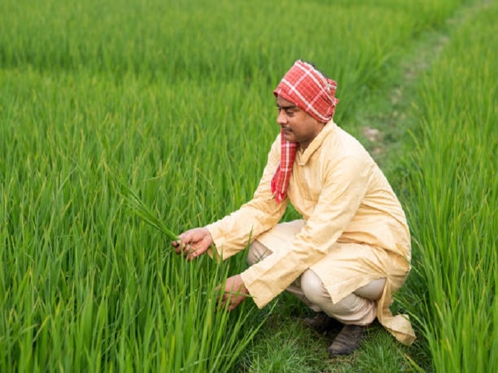 Rice Farming: कम पानी में बंपर उपज देगी धान की स्वर्ण शक्ति किस्म, सीधी बिजाई करने पर मिलेगा दोगुना फायदा