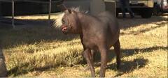 Watch World's Ugliest Dog: ਇਹ ਹੈ ਦੁਨੀਆ ਦੇ ਸਭ ਤੋਂ ਬਦਸੂਰਤ ਕੁੱਤਾ, ਨਾਂ ਹੈ  