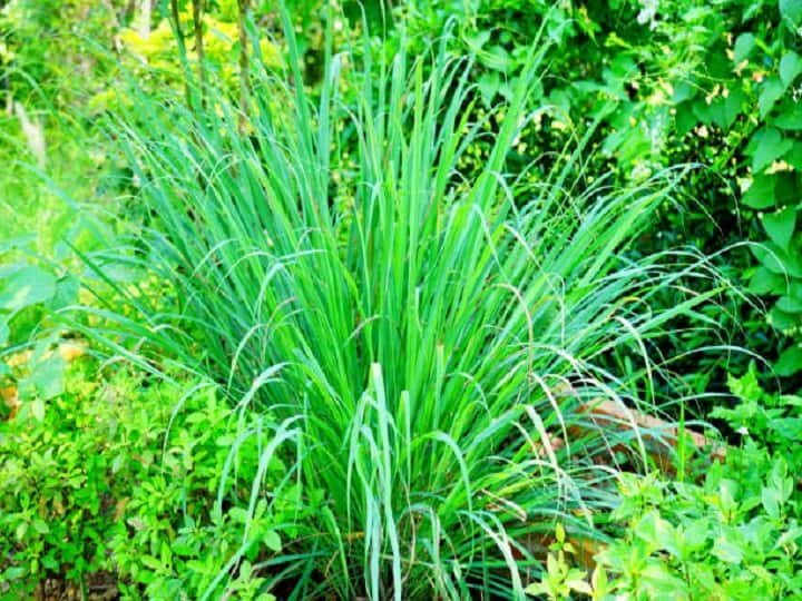 Cultivating lemon grass in a barren field with the right process will give good income Herbal Farming: बंजर खेत से मिलेगी लाखों की कमाई, आज ही से शुरू करें लेमन ग्रास की खेती, यहां जानें पूरी प्रोसेस