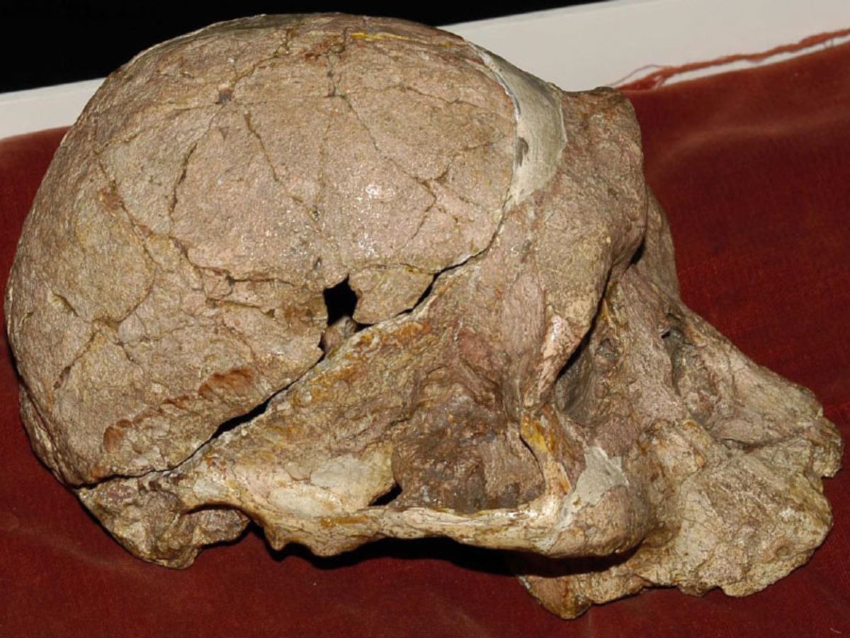 Fossils In Cradle Of Humankind Could Be Older Than Lucy Oldest Known Human  Ancesto Know Complete Details