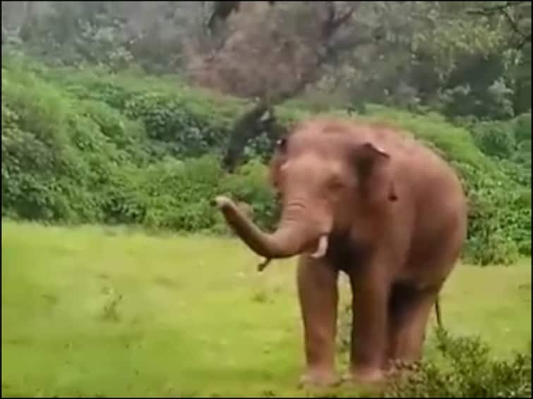 Sindhudurg News  Damage of banana, cashew, coconut and poppy orchards by elephants in Tilari valley Sindhudurg News : तिलारी खोऱ्यात हत्तींचा धुडगूस; केळी, काजू, नारळ, पोफळीच्या बागांचं मोठं नुकसान