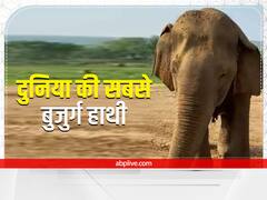 Worlds Oldest Elephant: पन्ना में रहती है दुनिया की सबसे उम्रदराज हथनी, 100 से ज्यादा वसंत देख चुकी है वत्सला