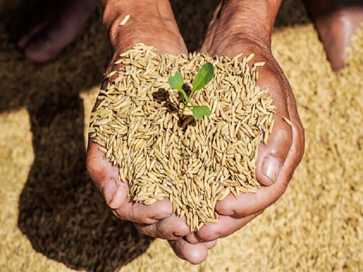 Rice Farming: कम पानी में बंपर उपज देगी धान की स्वर्ण शक्ति किस्म, सीधी बिजाई करने पर मिलेगा दोगुना फायदा