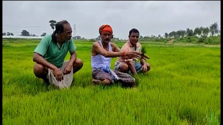 Bankura BJP MLA throws challenge to Mamata Banerjee on farming Bankura : চপ ভাজার পর এবার চাষের কাজ, মুখ্যমন্ত্রীকে চ্যালেঞ্জ বাঁকুড়ার বিজেপি বিধায়কের