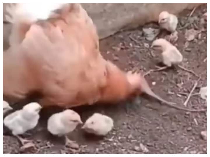 trending video showing a The mother hen clashed with the chameleon to save her chicks goes viral on social media Watch: अपने चूजों को बचाने के लिए गिरगिट से भिड़ गई मां, फिर ऐसे सिखाया गिरगिट को सबक