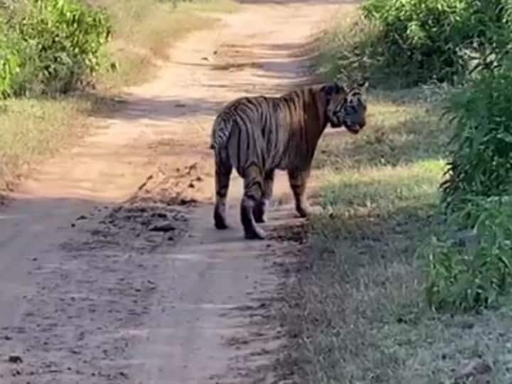 Rajasthan Ranthambore National Park number of tigers high not shifted in Sariska Tiger Reserve ANN Rajasthan News: सरकार पर भारी लॉबी! मंजूरी के बाद भी रणथंबोर में क्षमता से अधिक बाघ नहीं किए जा रहे शिफ्ट