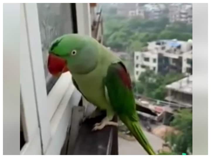 cute parrot knocking at window by saying mummy goes viral Watch: मम्मी! मम्मी! बोलकर तोते ने घर के अंदर आने की लगाई गुहार!