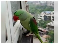 Watch: मम्मी! मम्मी! बोलकर तोते ने घर के अंदर आने की लगाई गुहार!