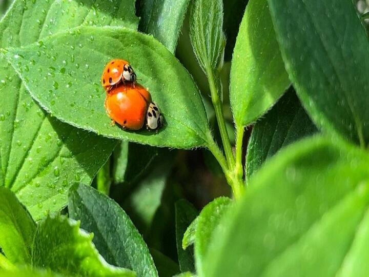 Explained How Climate Change Is Killing Insects And Impacting The Food Chain கால நிலை மாற்றத்தால் பாதிக்கப்படும் உணவு சங்கிலி; ஆபத்தின் விளிம்பில் பூச்சிகள்... ஆய்வுகள் கூறுவது என்ன?