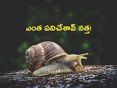 African Snail: వామ్మో నత్తలు, వేలాది మంది క్వారంటైన్‌కు - ఊరు మొత్తం నిర్బంధం!