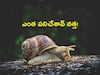 African Snail: వామ్మో నత్తలు, వేలాది మంది క్వారంటైన్‌కు - ఊరు మొత్తం నిర్బంధం!