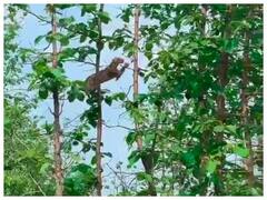Watch Leopard Hunt Monkey: मध्य प्रदेश में तेंदुए ने किया बंदर का शिकार, वीडियो वायरल