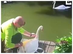 Watch: कई दिनों बाद आपस में मिला हंसों का बिछड़ा जोड़ा, आगे जो हुआ उसे देख इमोशनल हुए यूजर्स