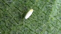 ਕਿਸਾਨਾਂ ਲਈ ਨਵੀਂ ਪਰੇਸ਼ਾਨੀ! ਨਰਮੇ ਦੀ ਫ਼ਸਲ 'ਤੇ ਚਿੱਟੀ ਮੱਖੀ ਦਾ ਹਮਲਾ