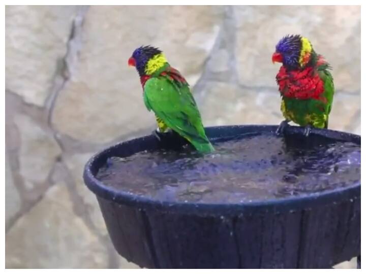 trending video of lorikeets birds enjoying bathing in utensils like birds are throwing a pool party goes viral on social media Watch: पूल पार्टी करते पक्षियों का वीडियो हुआ वायरल, यूजर्स बोले- Enjoy