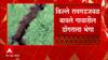 Raigad : किल्ले रायगडाजवळील बावले गावात डोंगराला भेगा, गावकऱ्यांना सतर्क राहण्याच्या सूचना ABP Majha