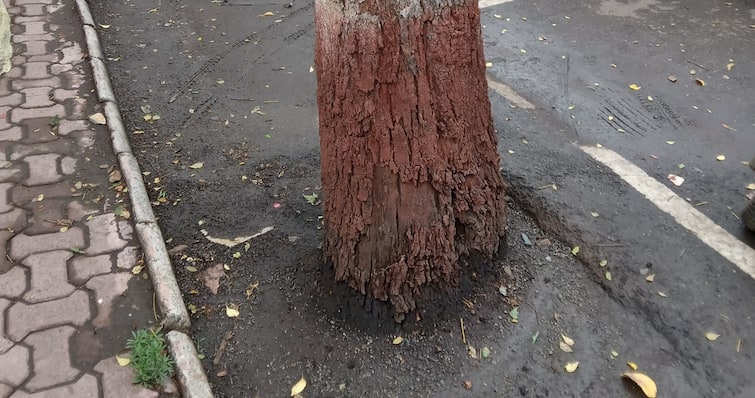 Maharashtra News Nashik News burning-tree-throwing-acid-trunk-tree Nashik News : संतापजनक! झाडाच्या बुंद्यावरच अ‍ॅसिड टाकून जाळण्याचा प्रकार, नाशिक शहरातील घटना 