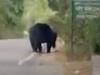 Ambikapur News: अंबिकापुर में जंगल से शहर की ओर आया भालू, छोटे बच्चे पर बोला हमला