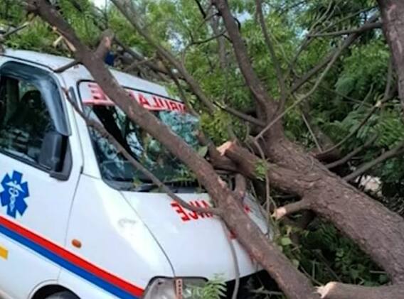 વડોદરાઃ ભારે વરસાદને કારણે વૃક્ષો થયા જમીનદોસ્ત, જુઓ એમ્બ્યુલન્સનો નીકળ્યો કચ્ચરઘાણ