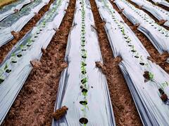 Plastic Mulching: પાણી અને પૈસા બંનેની થશે બચત, પ્લાસ્ટિક મલ્ચિંગથી ઉગાડો શાકભાજી, 75 ટકા મળશે સબ્સિડી
