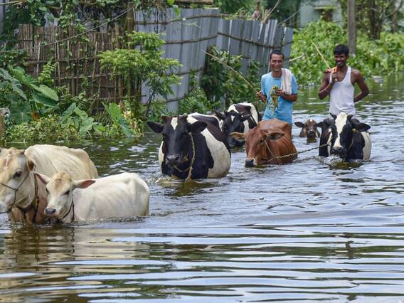 PHOTOS: असम में भारी बारिश और बाढ़ ने मचाई तबाही, हजारों घर डूबे, लोग पलायन को मजबूर