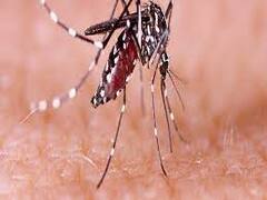 ਪੰਜਾਬ ਰੋਡਵੇਜ਼ ਚੰਡੀਗੜ੍ਹ ਵਰਕਸ਼ਾਪ `ਤੇ ਡੇਂਗੂ ਦਾ ਖ਼ਤਰਾ, ਖੜੇ ਬਰਸਾਤੀ ਪਾਣੀ `ਚ ਵੱਡੀ ਮਾਤਰਾ `ਚ ਮਿਲਿਆ ਲਾਰਵਾ