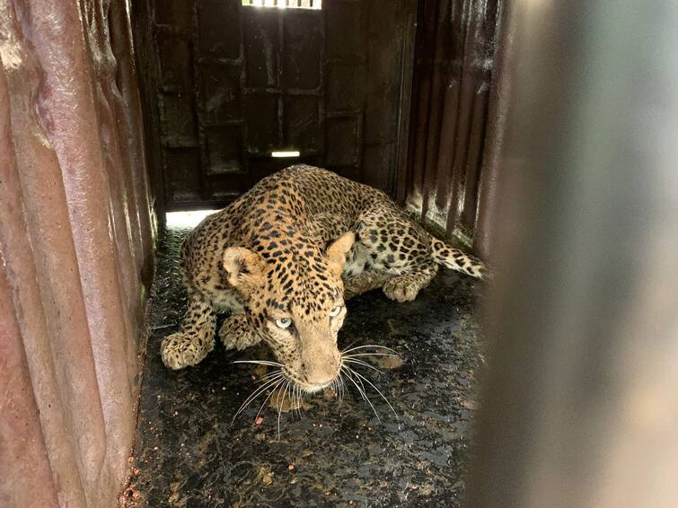 nashik sinner leopard attack on youth injured hospitalised in civil hospital maharashtra news Nashik : बिबट्याचे हल्ले सुरूच, पिकांना पाणी देण्यासाठी जात असताना तरुणावर हल्ला, सिन्नरची घटना