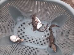 Muzaffarnagar News: घर से मिले मगरमच्छ के एक दर्जन अंडे से गांव में फैली दहशत, जानें- फिर ग्रामीणों ने क्या किया?