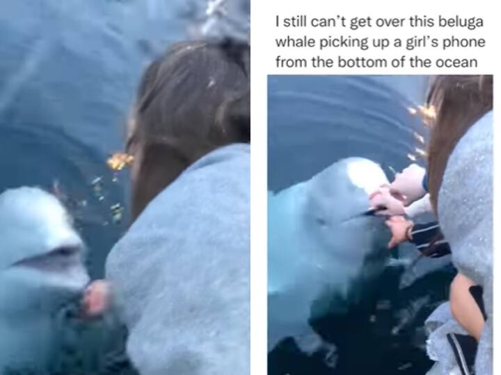 beluga whale find a mobile phone from the bottom of ocean video viral on social media Watch: समुद्र में गिरे मोबाइल फोन को बेलुगा व्हेल ने ढूंढ निकाला, वीडियो देख दंग रह जाएंगे आप