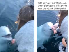 Watch: समुद्र में गिरे मोबाइल फोन को बेलुगा व्हेल ने ढूंढ निकाला, वीडियो देख दंग रह जाएंगे आप