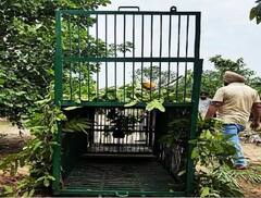 ਮੋਹਾਲੀ ਦੇ ਰਿਹਾਇਸ਼ੀ ਇਲਾਕੇ 'ਚ ਆ ਵੜ੍ਹਿਆ ਚੀਤਾ, ਲੋਕਾਂ 'ਚ ਦਹਿਸ਼ਤ ਦਾ ਮਾਹੌਲ