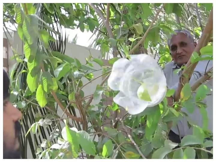 plucking fruit from tree now not a problem, watch viral video Watch: पेड़ से फल तोड़ने में अब नहीं होगी परेशानी, देखिए ये देसी जुगाड़