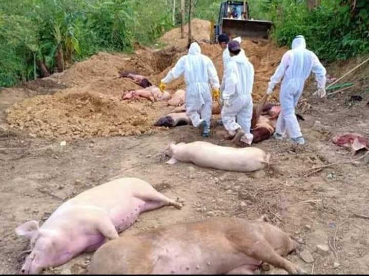 Kerala African Swine Fever Case Reported in Wayanad District Know In Detail African Swine Fever In Kerala: కేరళకు ఏమైంది? తాజాగా మరో వ్యాధి - 300 పందులను చంపేయాలని ఆదేశం!