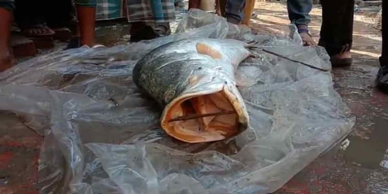 north 24 pargana, 20 kg bhetki fish is captured in kalitola raymangal river North 24 Pargana: রায়মঙ্গলে জাল ফেলতেই ২০ কেজির ভেটকি