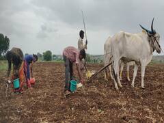 Vidarbha : विदर्भातील शेतकऱ्यांमध्ये चिंतेचे वातावरण, सर्वच जिल्ह्यांमध्ये सरासरीपेक्षा कमी पाऊस