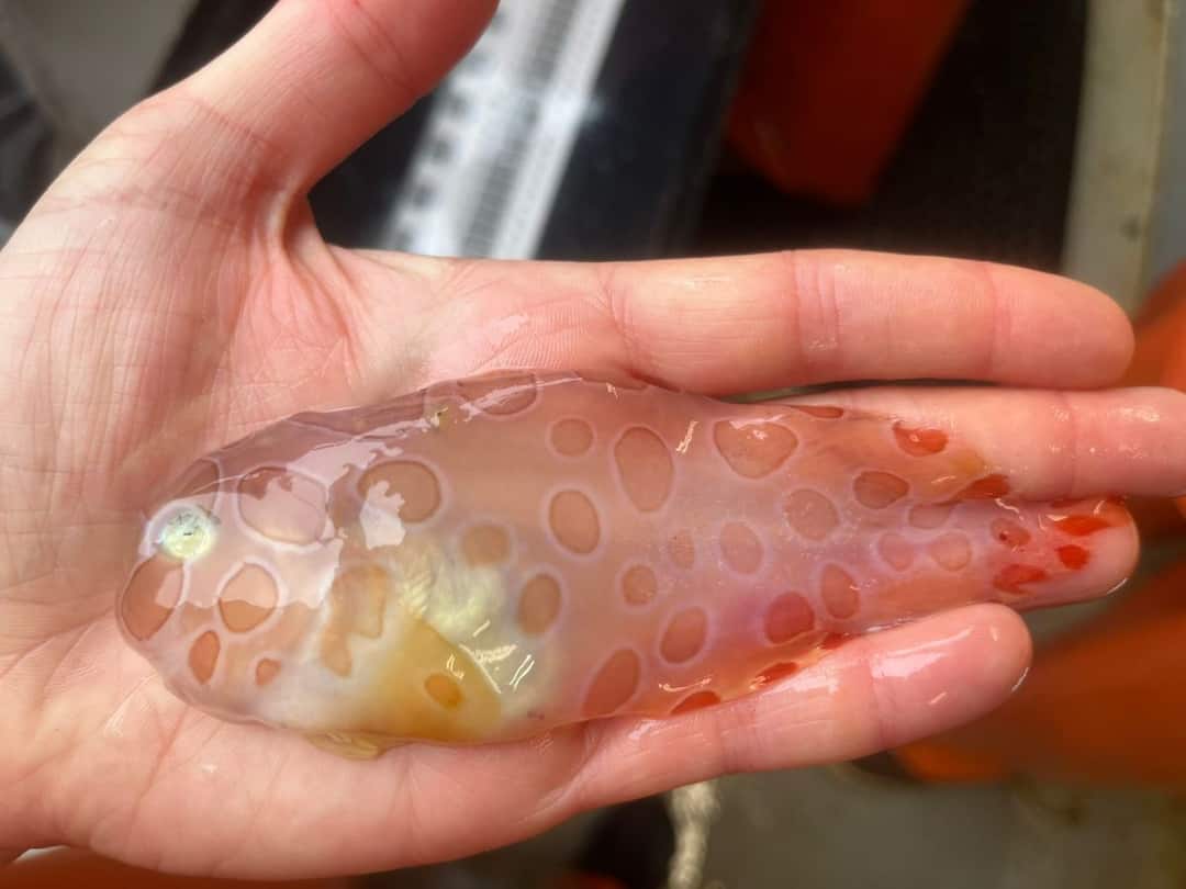 This Rare 'Transparent' Blotched Fish Can Camouflage, Found In Alaska This Rare 'Transparent' Blotched Fish Can Camouflage, Found In Alaska