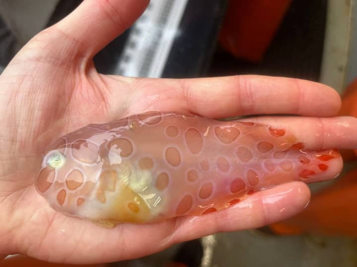 Rare Transparent Blotched Snailfish Camouflage Found In Alaska This Rare 'Transparent' Blotched Fish Can Camouflage, Found In Alaska