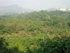 Jharkhand News: झारखंड के शहरों को खास तरीके से विकसित करने का प्लान, नगर वन योजना में चुने गए 6 शहर