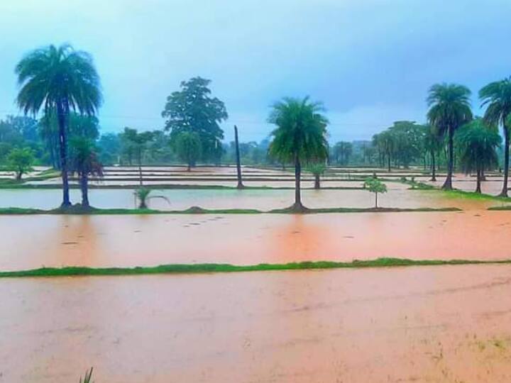 Bastar Rain: झमाझम बारिश से खिले किसानों के चेहरे, धान की रोपाई शुरू, मौसम विभाग ने बताया आगे कैसे बरसेंगे बादल Chhattisgarh News Heavy Rain in Bastar gives Relief to Farmers Paddy planting begins Know Meteorological Department Forecast ANN Bastar Rain: झमाझम बारिश से खिले किसानों के चेहरे, धान की रोपाई शुरू, मौसम विभाग ने बताया आगे कैसे बरसेंगे बादल