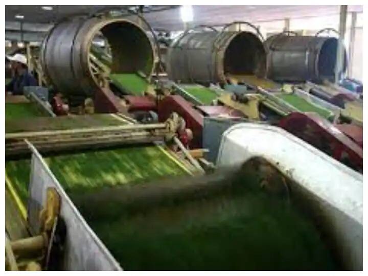 Tea Making Process : ਕਦੇ ਬਣਦੇ ਦੇਖੀ ਹੈ ਚਾਹ ਪੱਤੀ ! ਪੂਰੀ ਪ੍ਰਕਿਰਿਆ 'ਚ ਲੱਗਦੀ ਹੈ ਸਖ਼ਤ ਮਿਹਨਤ, ਜਾਣ ਕੇ ਹੋ ਜਾਓਗੇ ਹੈਰਾਨ Tea Making: Have You Ever Seen Tea Leaves? The whole process takes hard work, you'll be amazed watching the video Tea Making Process : ਕਦੇ ਬਣਦੇ ਦੇਖੀ ਹੈ ਚਾਹ ਪੱਤੀ ! ਪੂਰੀ ਪ੍ਰਕਿਰਿਆ 'ਚ ਲੱਗਦੀ ਹੈ ਸਖ਼ਤ ਮਿਹਨਤ, ਜਾਣ ਕੇ ਹੋ ਜਾਓਗੇ ਹੈਰਾਨ