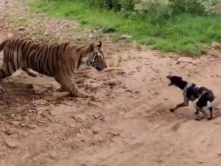 tiger hunts barking dog video viral on social media Viral Video: सोते बाघ के सामने भौंका कुत्ता, फिर जो हुआ वो देख आपके रोंगटे खड़े हो जाएंगे