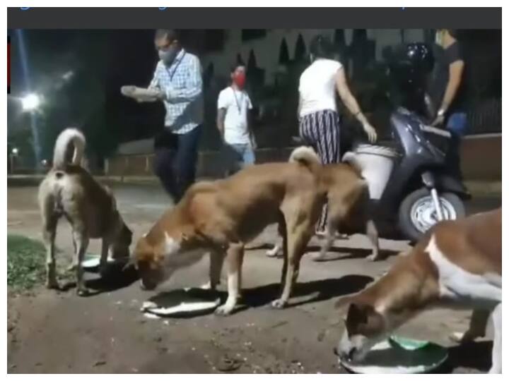 An NGO provided proper food to the stray animals video viral on social media Watch: अगरतला की एक NGO भूखे जानवरों को देती है भोजन, वायरल वीडियो देखकर यूजर्स बोले- Great Job