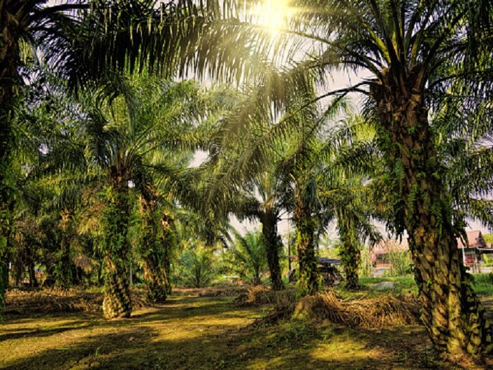 Mission Palm Oil: 'फार्मिंग फ्रंट' बनेगा तेलंगाना, परंपरागत फसल छोड़कर ताड़ की खेती करेंगे किसान