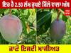 ਇਹ ਹੈ 2.50 ਲੱਖ ਰੁਪਏ ਕਿੱਲੋ ਵਾਲਾ Mango, ਵੇਖੋ ਭਾਰਤ 'ਚ ਕਿਥੇ ਮਿਲਦੇ ਹਨ ਤੇ ਜਾਣੋ ਇਸਦੀ ਖ਼ਾਸੀਅਤ