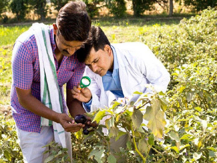 Crop Insurance: खरीफ फसलों के किसान हो जायें सावधान, 31 जुलाई तक करवायें फसल का बीमा