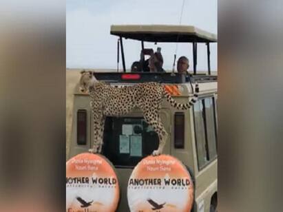 Watch Spotted Visitor Shocks Tourists Clicking Pics On Safari Watch Video: நான் இங்கே இருக்கேன்.. சத்தமில்லாமல் பக்கத்தில் வந்த சிறுத்தை! திகில் அடைந்த சுற்றுலா பயணிகள்!